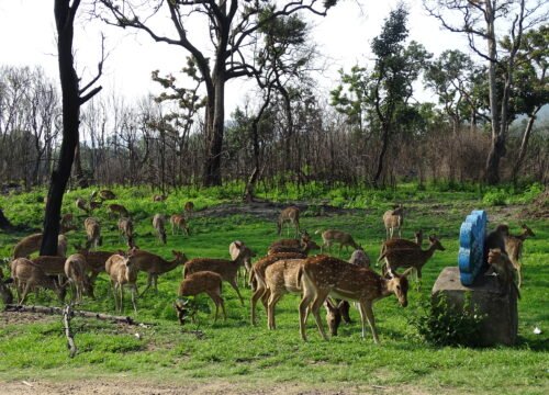 Bandipur